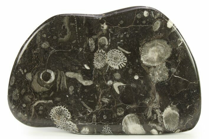 Polished Devonian Fossil Coral and Bryozoan Plate - Morocco #290355